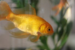 gold fish 1a